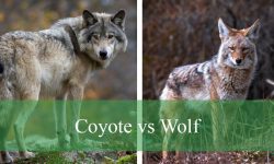 Coyote vs Wolf: What Are the Key Differences You Need to Know?