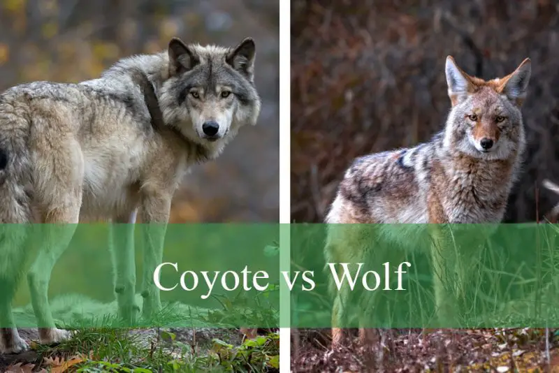 Coyote vs Wolf