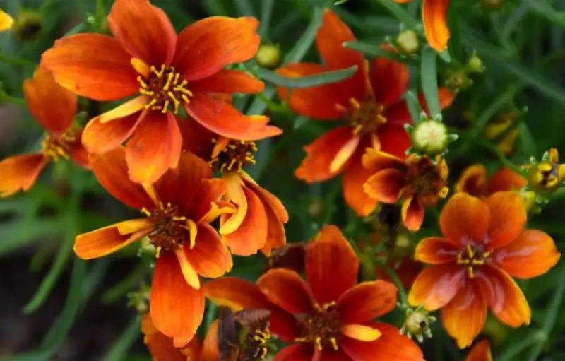 types of Coreopsis