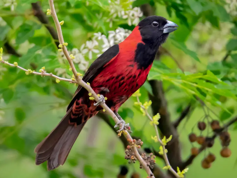 Rare Birds of Texas