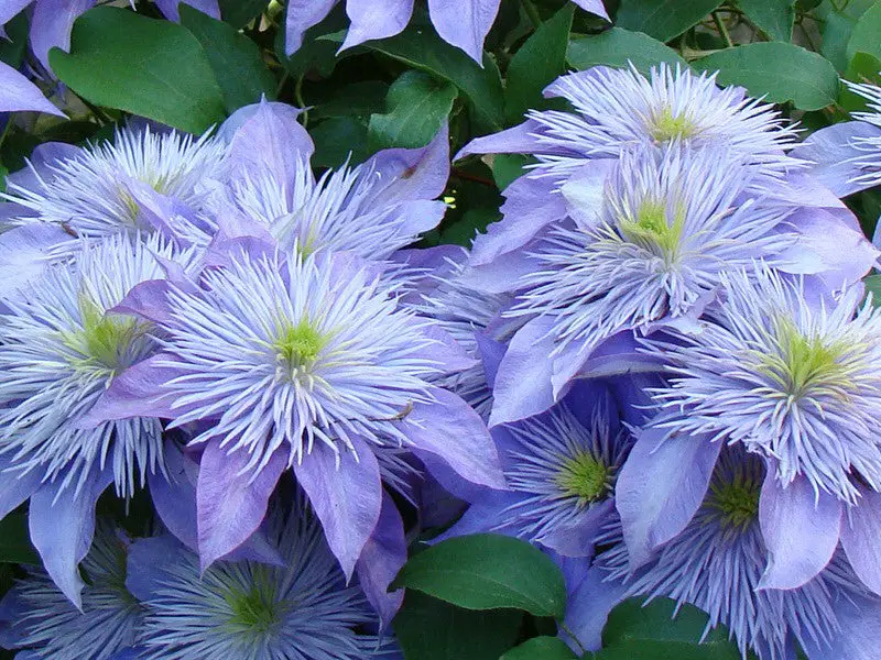 Types of Clematis Plants
