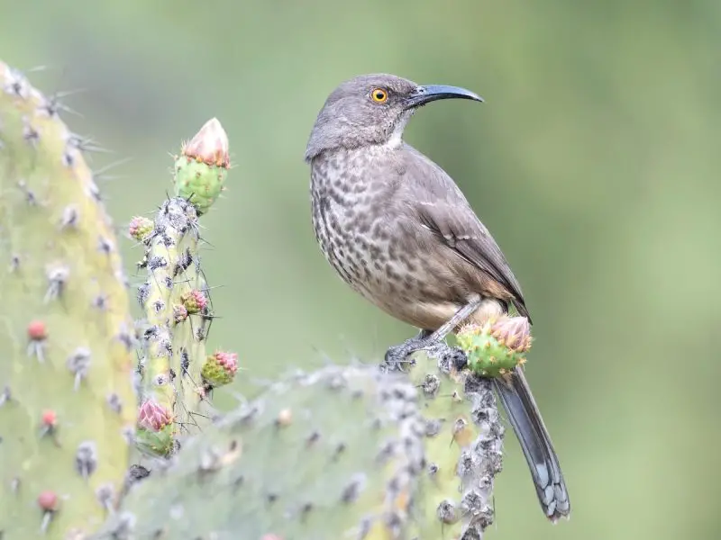 Desert Birds of West Texas