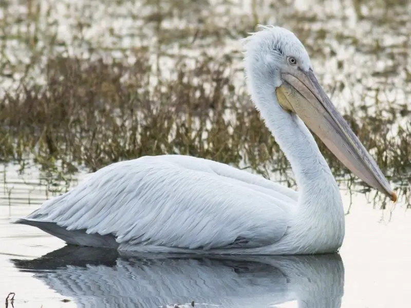 Biggest Birds in the World That Can Fly