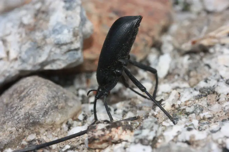 Types of Beetle Insects