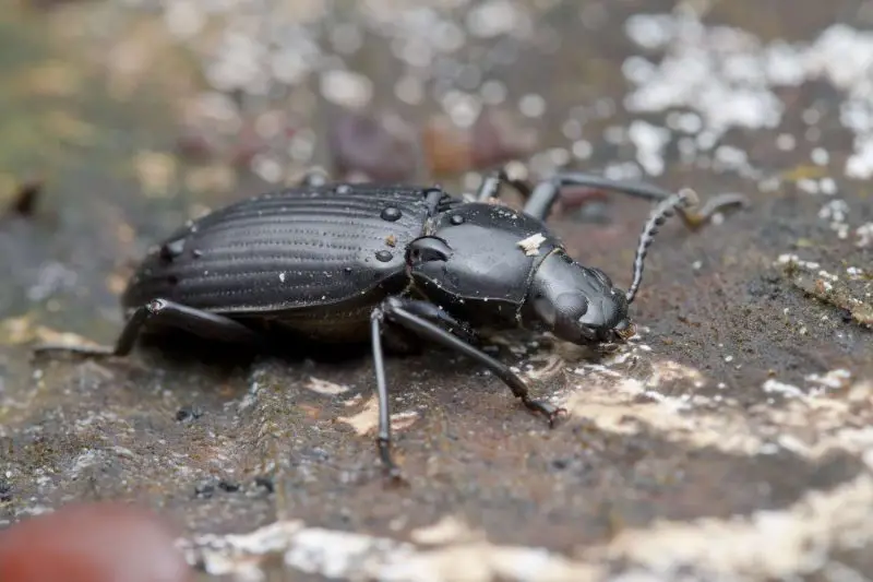 Types of Beetle Insects