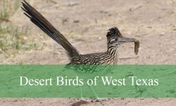 20 Desert Birds of West Texas (With Pictures and Identification)
