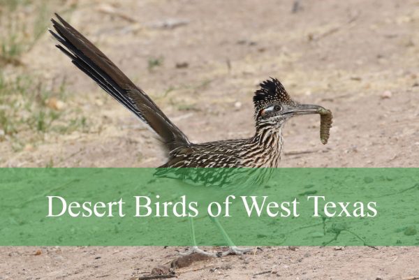 Desert Birds of West Texas