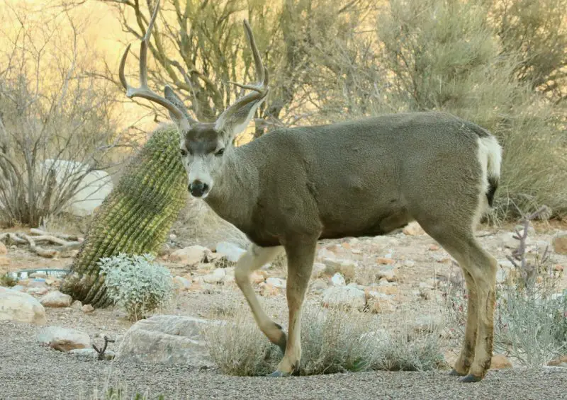 Types of Deer in California