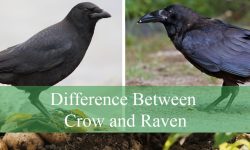 Difference Between Crow and Raven: Find Out Here