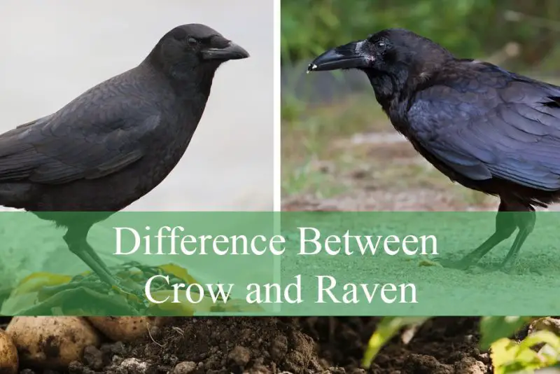 Difference Between Crow and Raven