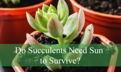 Do Succulents Need Sun to Survive? Avoid This Common Mistake!