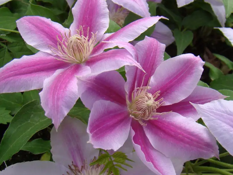 Types of Clematis Plants