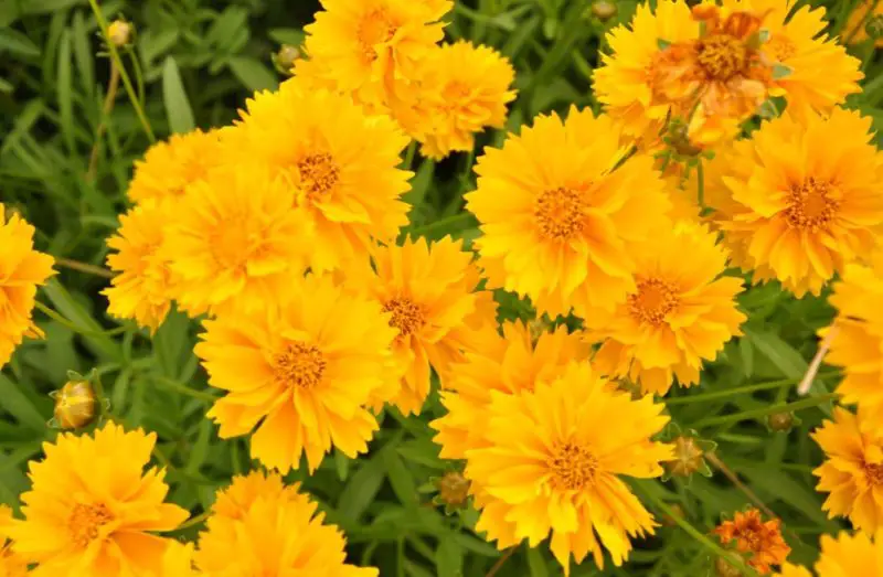 types of Coreopsis