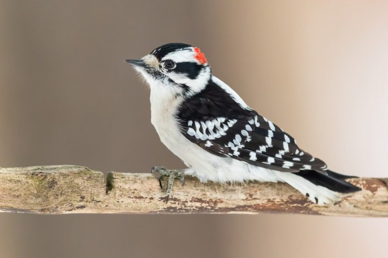 wild birds in Indiana