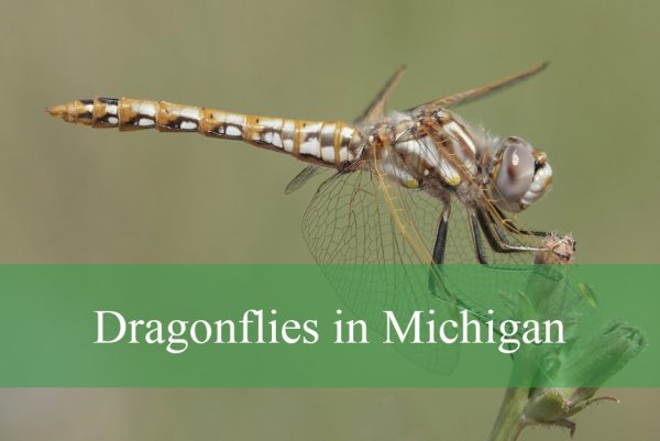 Dragonflies in Michigan