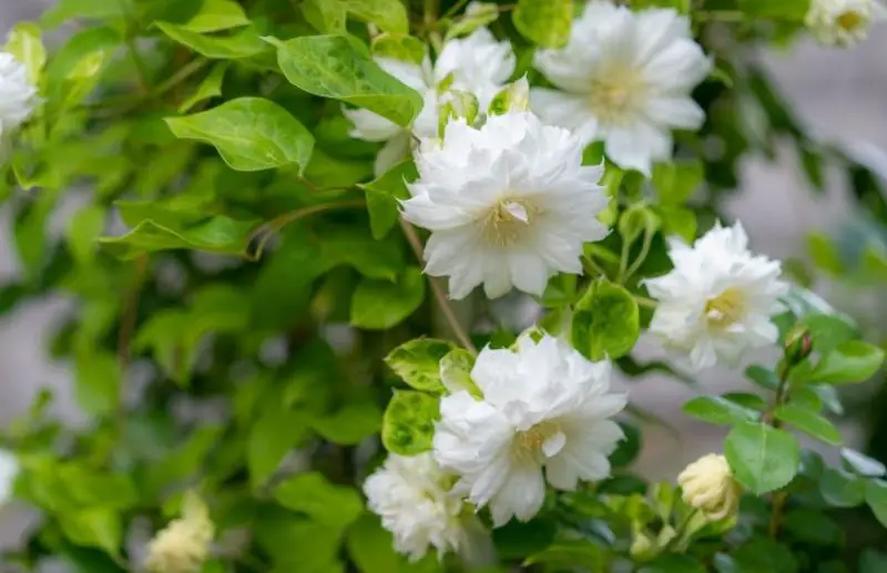 Types of Clematis Plants