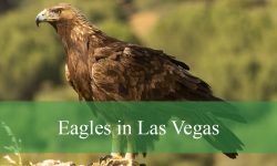 Discover the Top Eagles in Las Vegas and Their Habitats