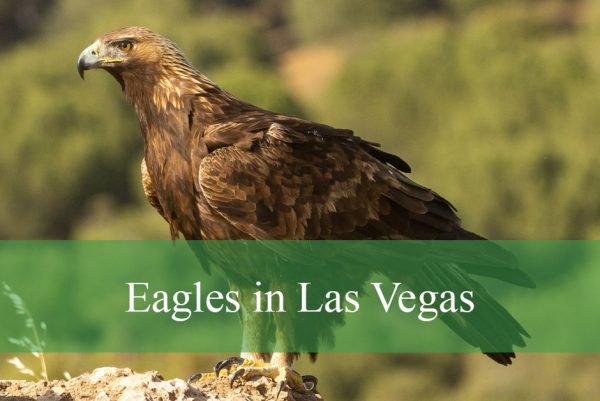 Eagles in Las Vegas