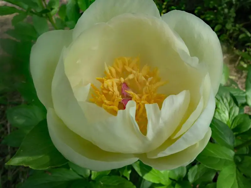 Yellow Peonies