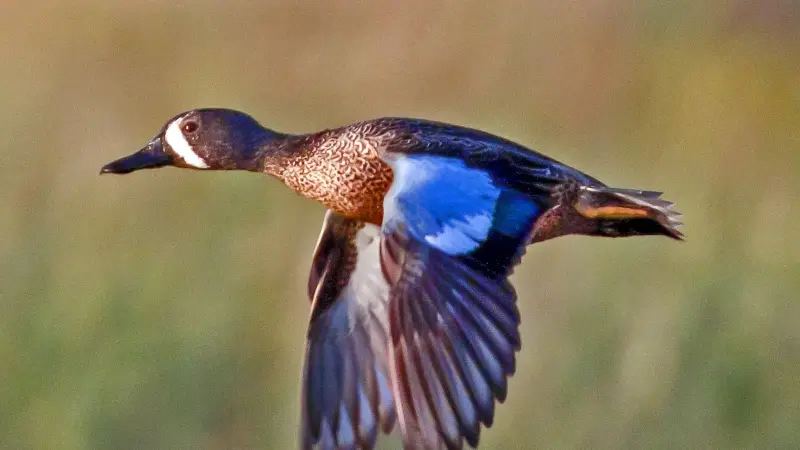Blue Birds in Michigan