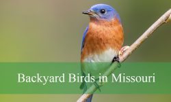 25 Backyard Birds in Missouri (With Pictures and Identification)
