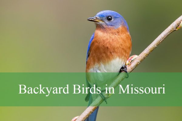 Backyard Birds Found in Missouri