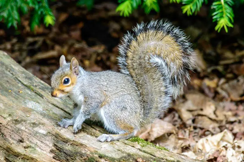 Squirrels in Georgia