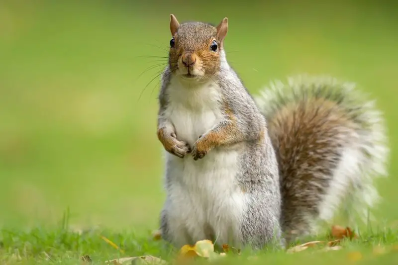 Squirrels in Iowa