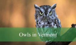 10 Owls in Vermont (With Pictures and Identification)