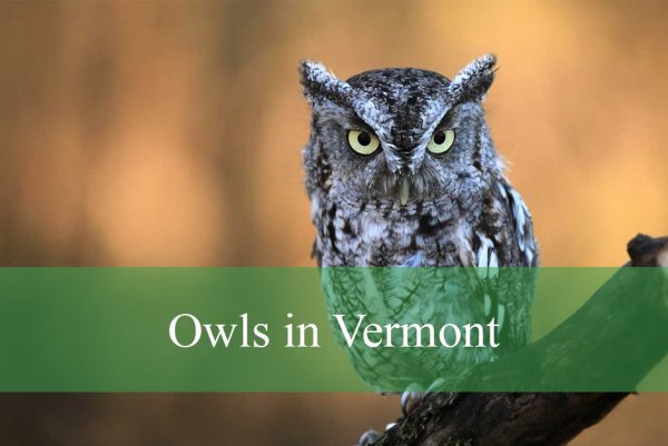 Owls in Vermont