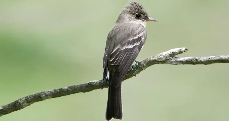 Backyard Birds in Illinois