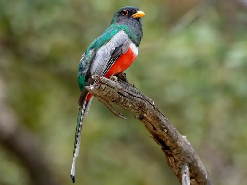 Rare Birds of Texas