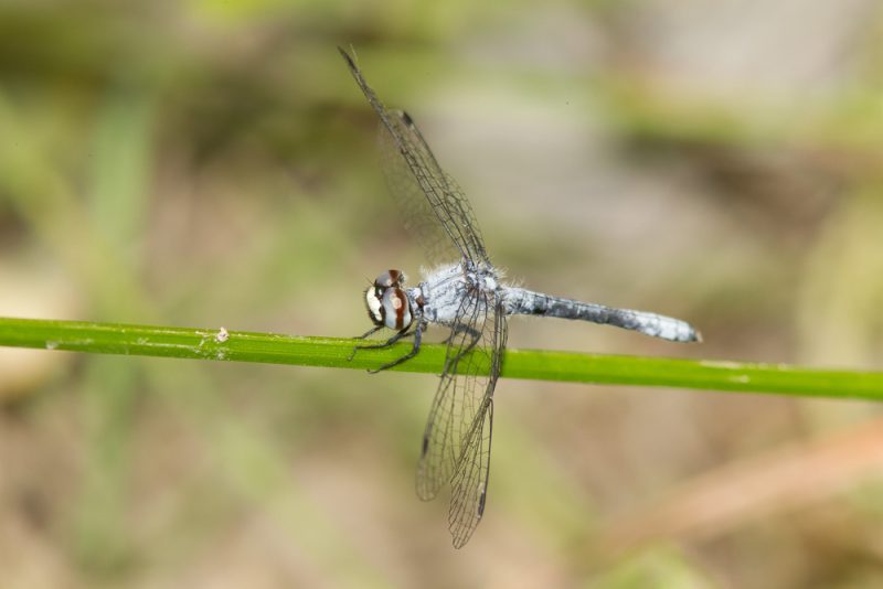 Dragonflies in Michigan