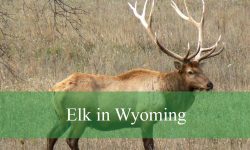 Why Do Elk in Wyoming Gather in Large Herds During Winter?