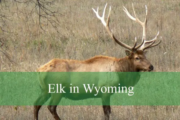 Elk in Wyoming