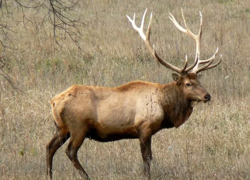Elk in Wyoming