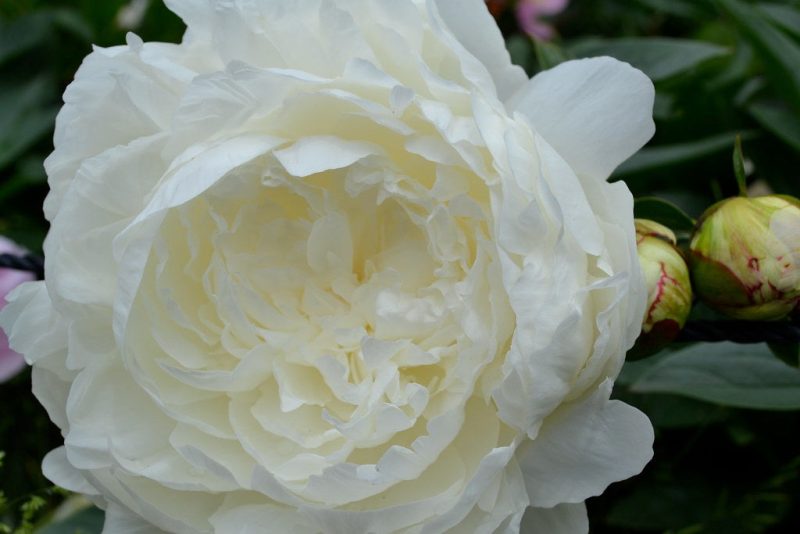 Yellow Peonies