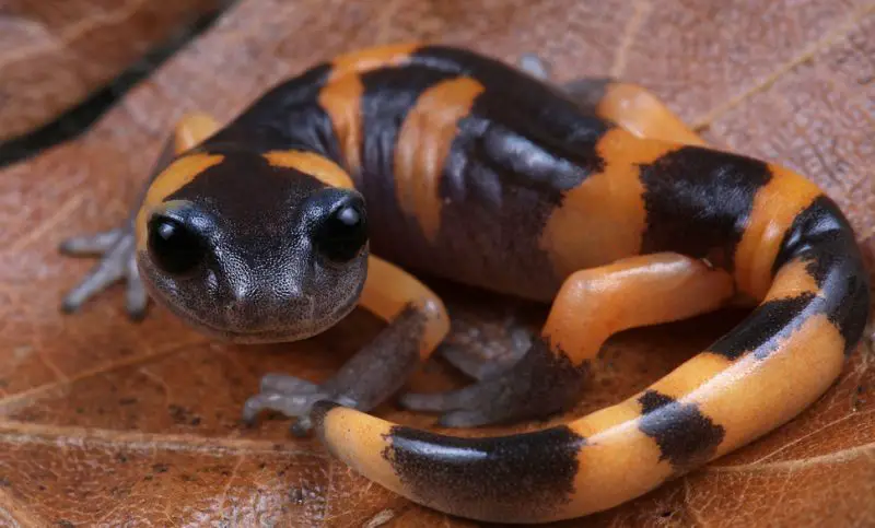 Salamanders in Oregon
