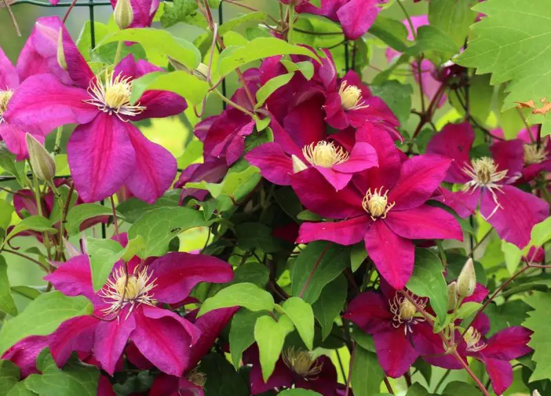 Types of Clematis Plants