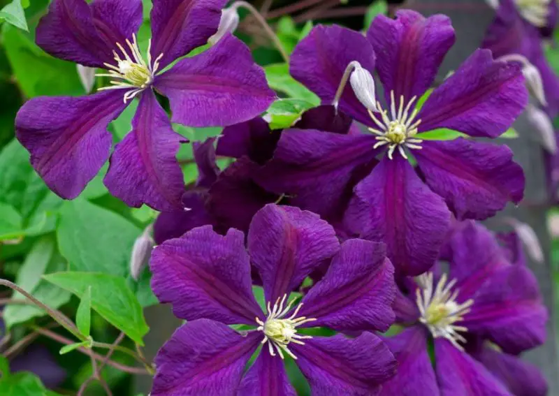 Types of Clematis Plants