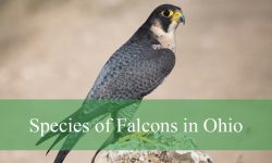 5 Species of Falcons in Ohio (With Pictures and Identification)