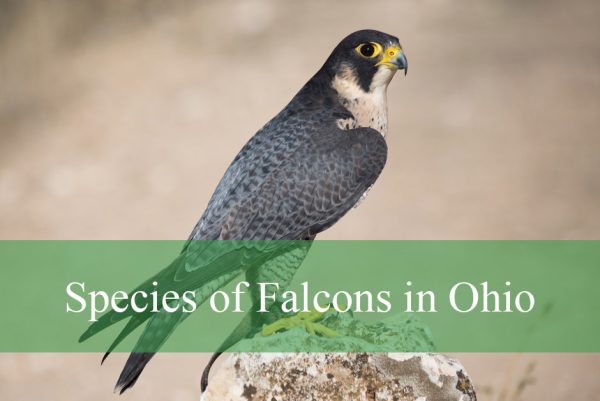 Species of Falcons in Ohio