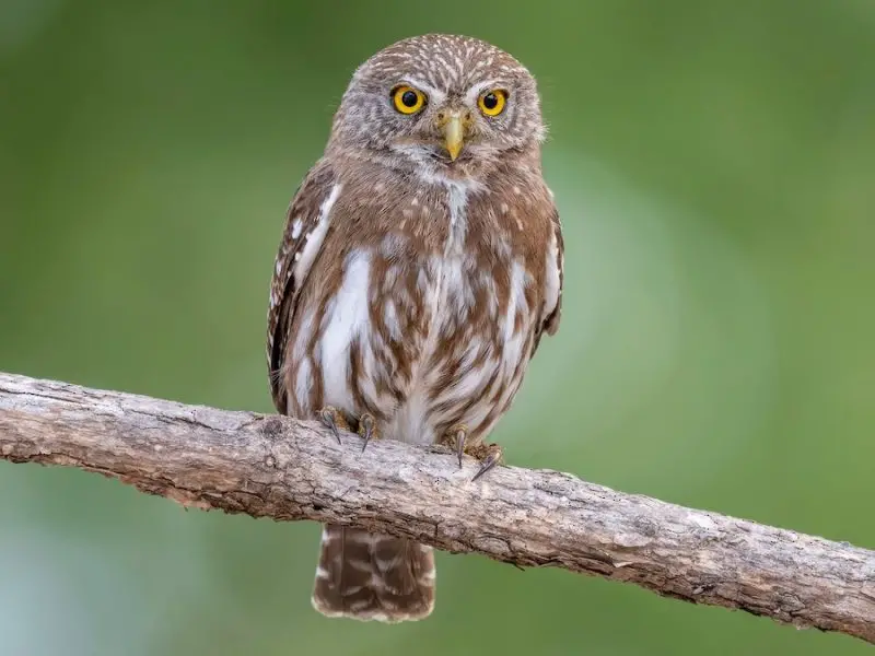 Rare Birds of Texas