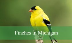 12 Finches in Michigan (With Pictures and Identification)