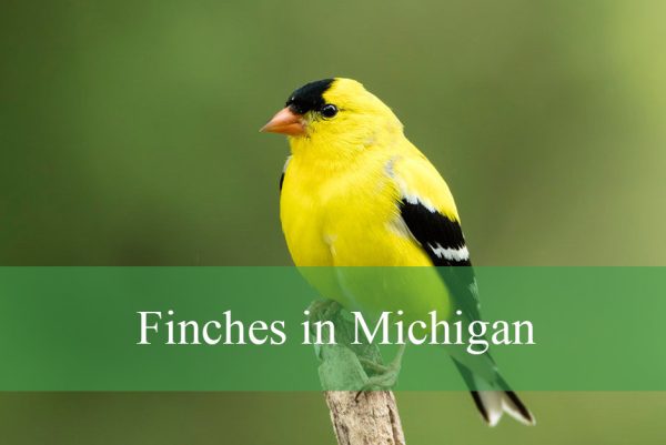 Finches in Michigan