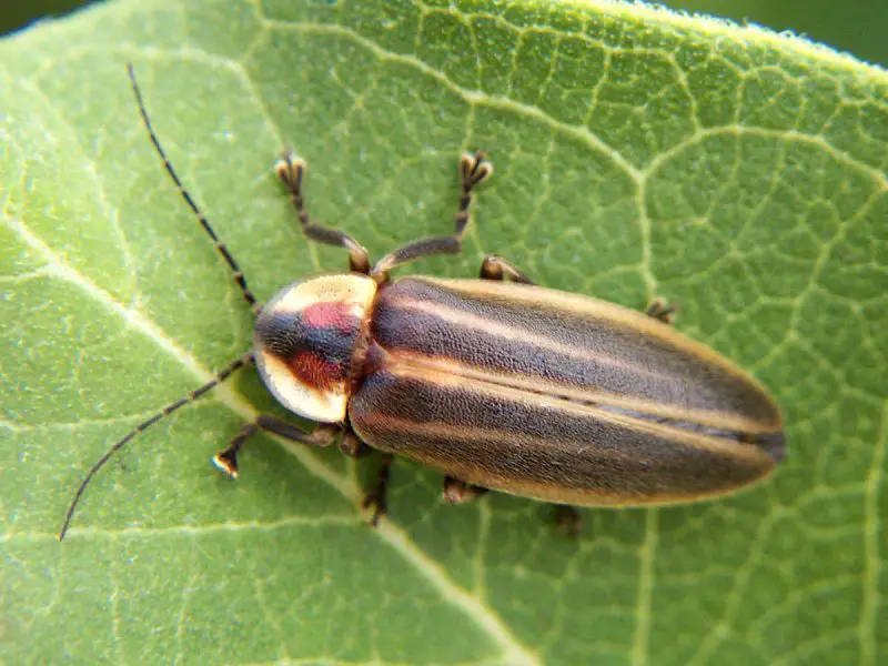 Types of Beetle Insects