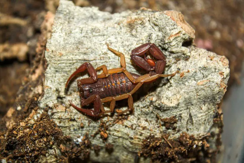 Are There Scorpions in Florida