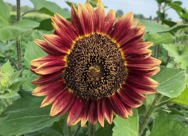 Purple Sunflowers