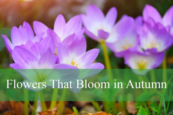 Flowers That Bloom in Autumn