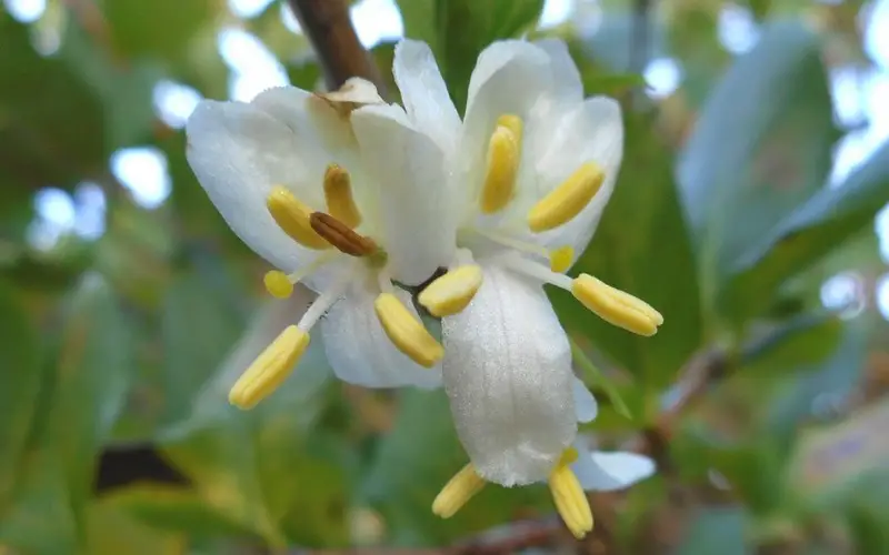 Types of Honeysuckle Plants